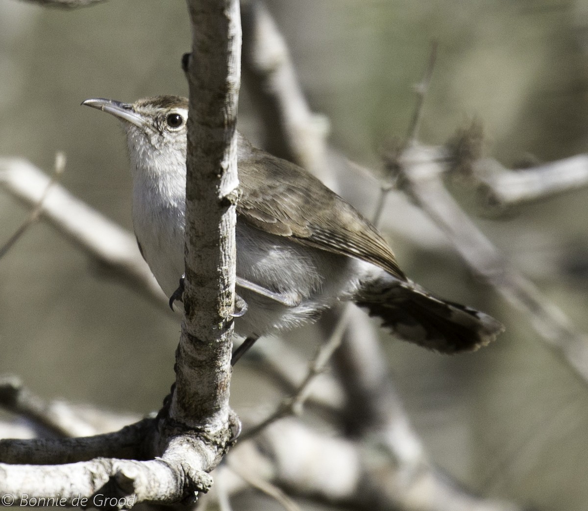 Bewick's Wren - ML321070451