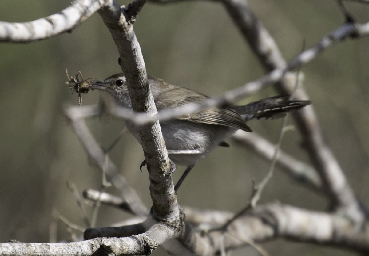 Bewick's Wren - ML321070471