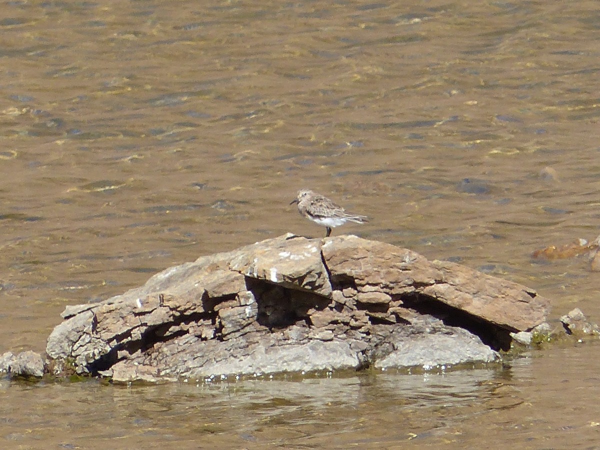 gulbrystsnipe - ML321070641