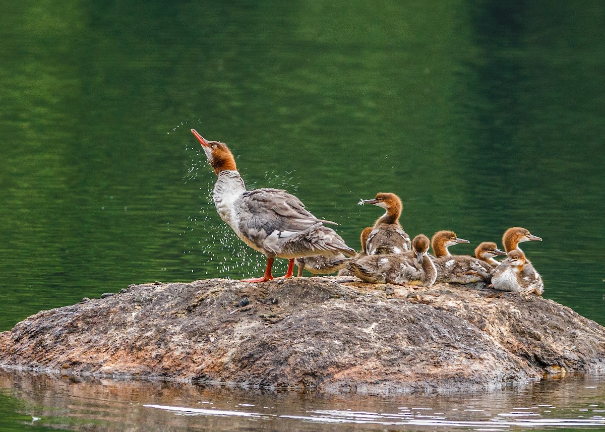 Common Merganser - ML321070731