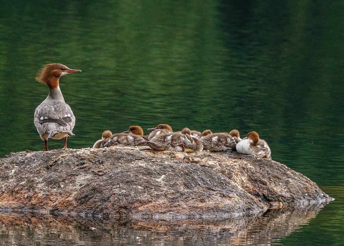 Common Merganser - ML321070761