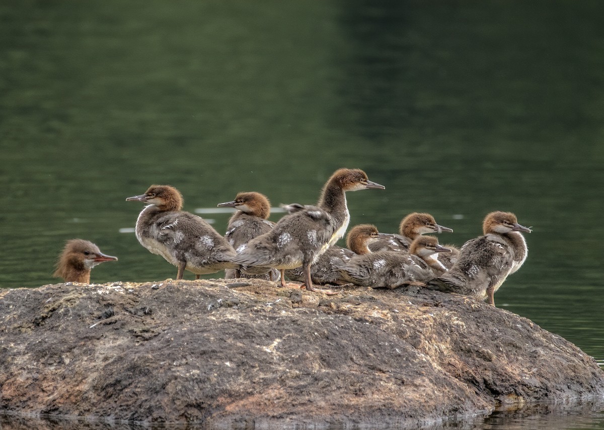 Common Merganser - ML321070791