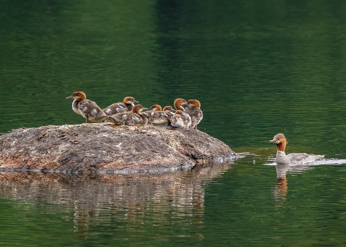 Common Merganser - ML321070811