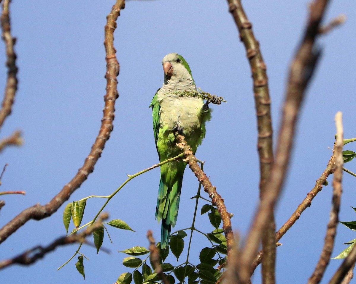 Monk Parakeet - ML321070861