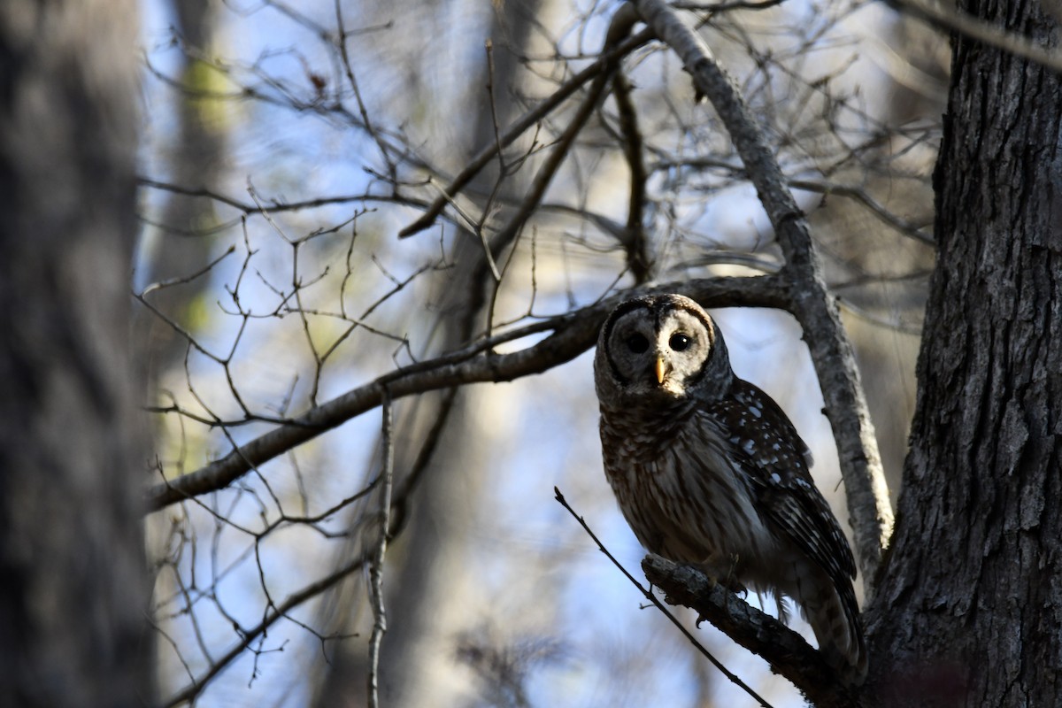 Barred Owl - ML321070901