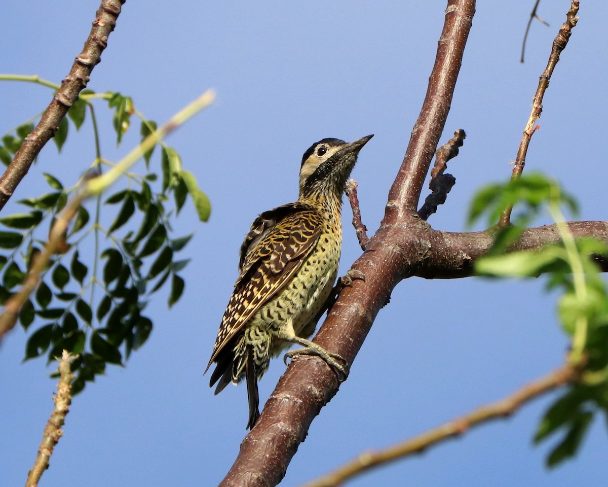 Green-barred Woodpecker - ML321070921