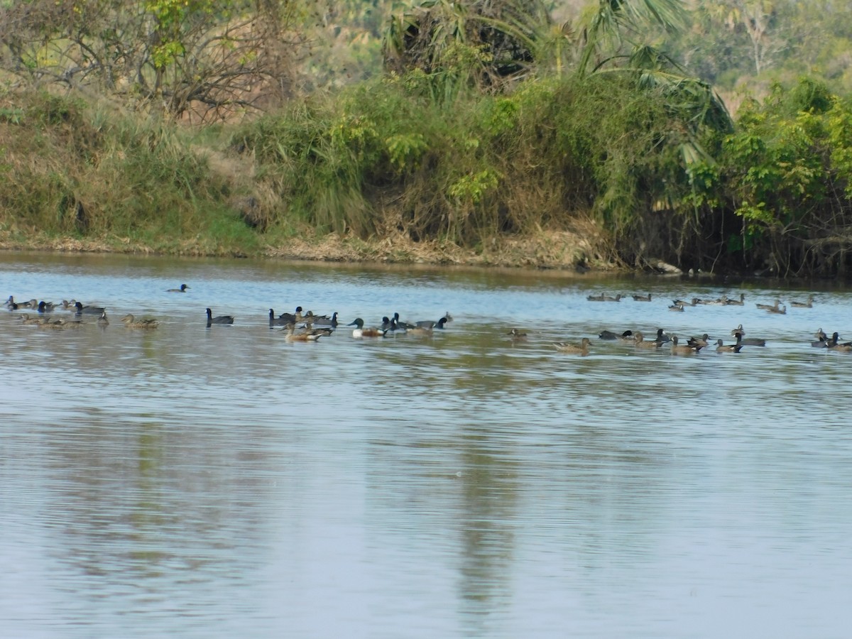 American Coot - ML321071651