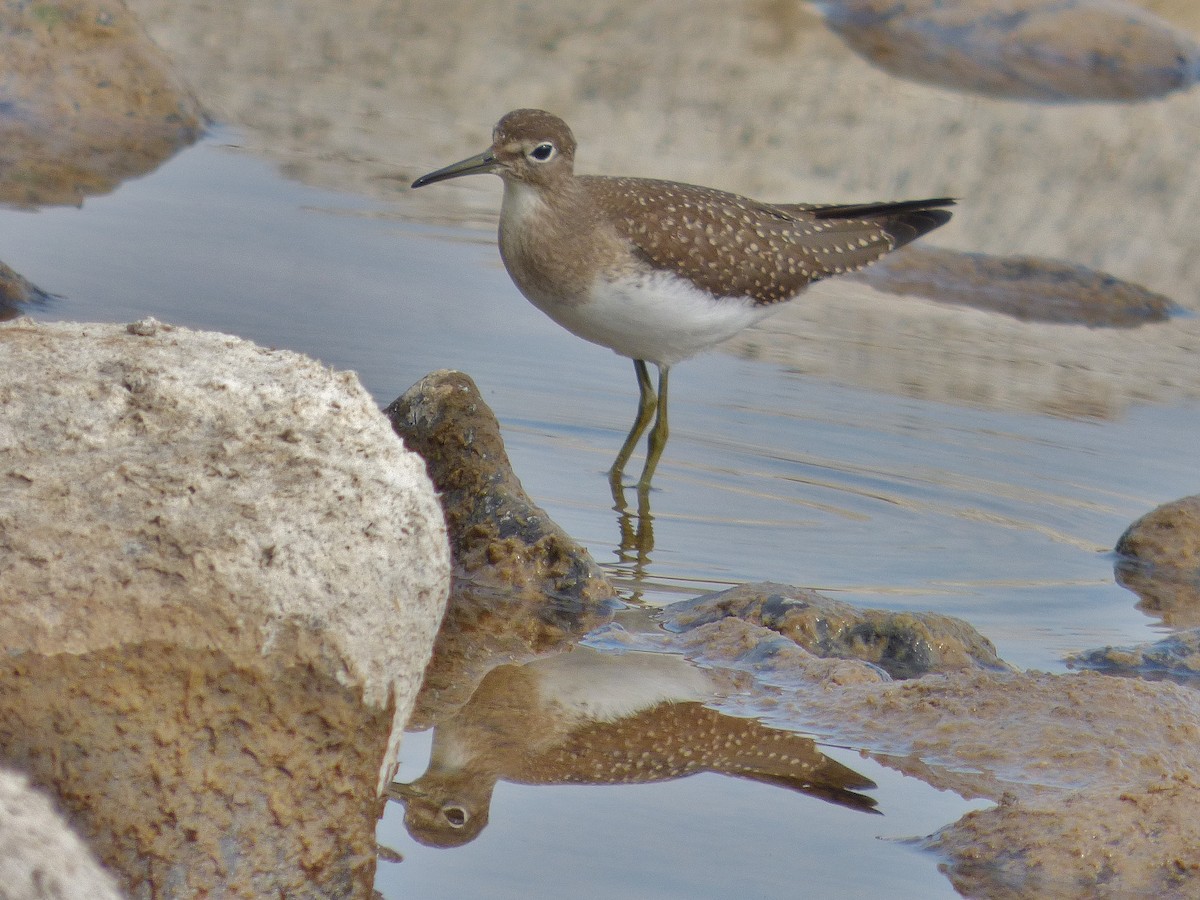 Solitary Sandpiper - ML32107281