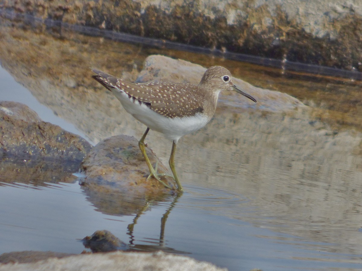 Solitary Sandpiper - ML32107301