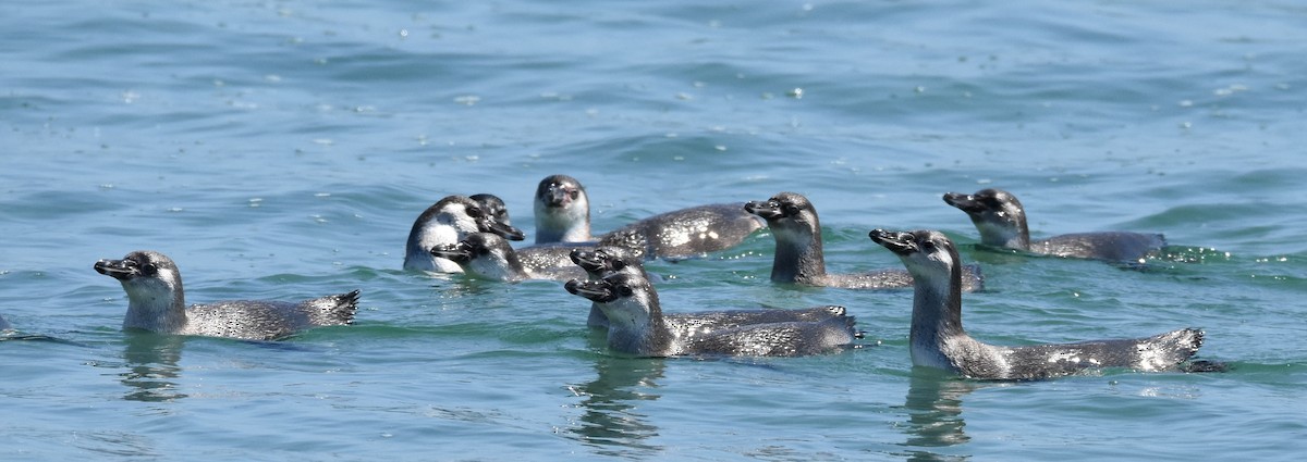 Humboldt Penguin - ML321073151