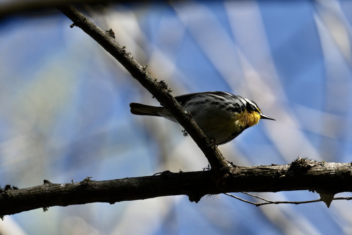 Goldkehl-Waldsänger - ML321074691