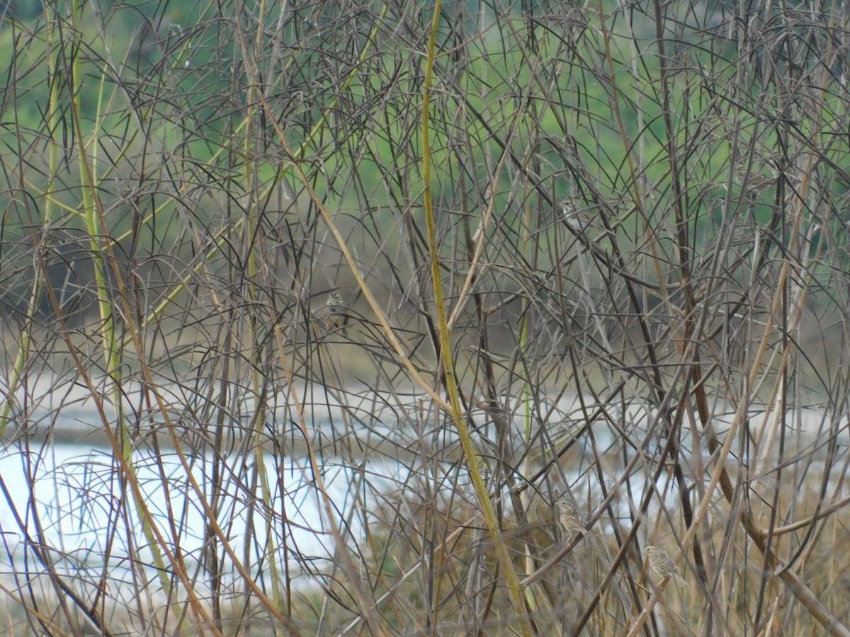 Savannah Sparrow - ML321075761