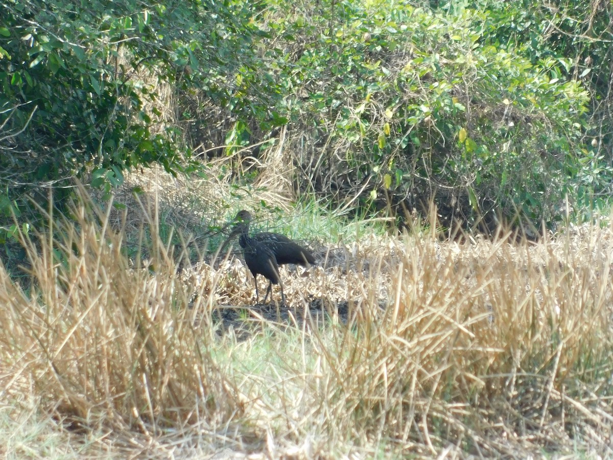Limpkin - ML321075841