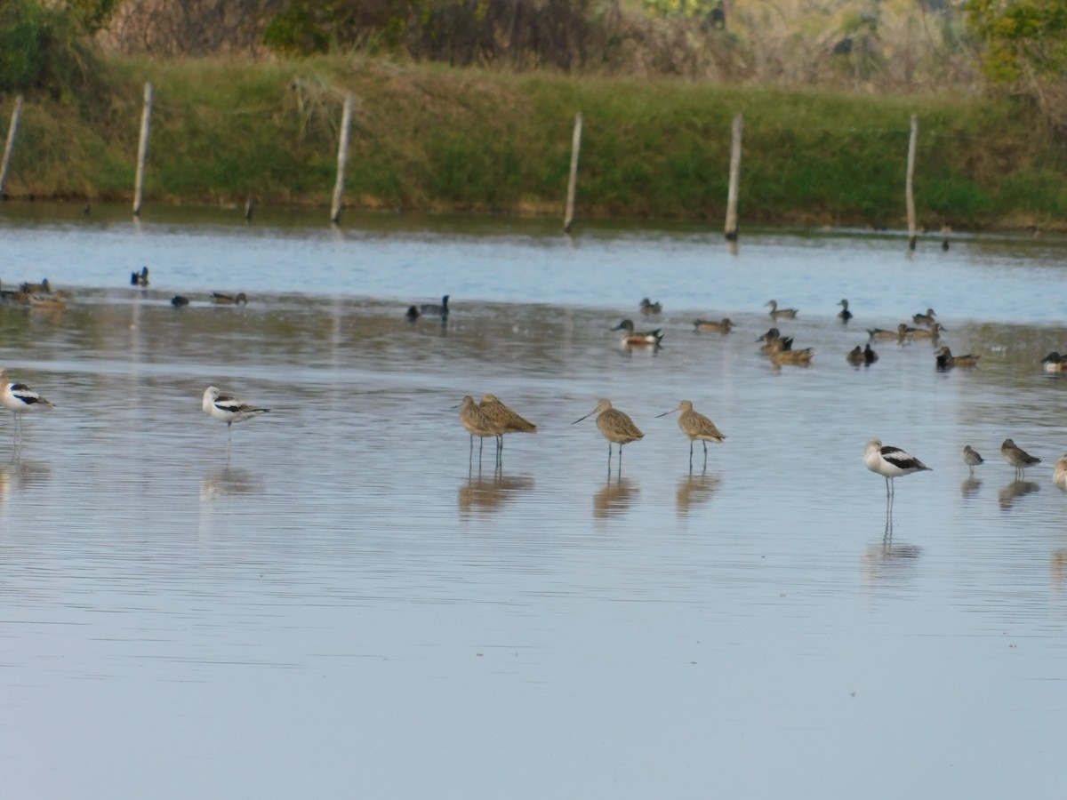 Marbled Godwit - ML321076101