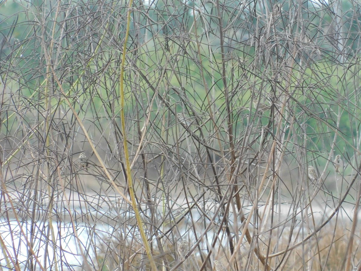 Savannah Sparrow - ML321076361