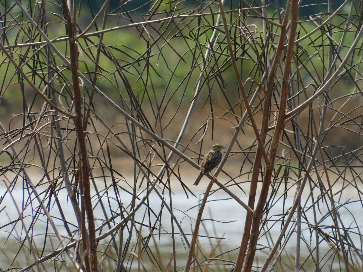 Savannah Sparrow - ML321076511
