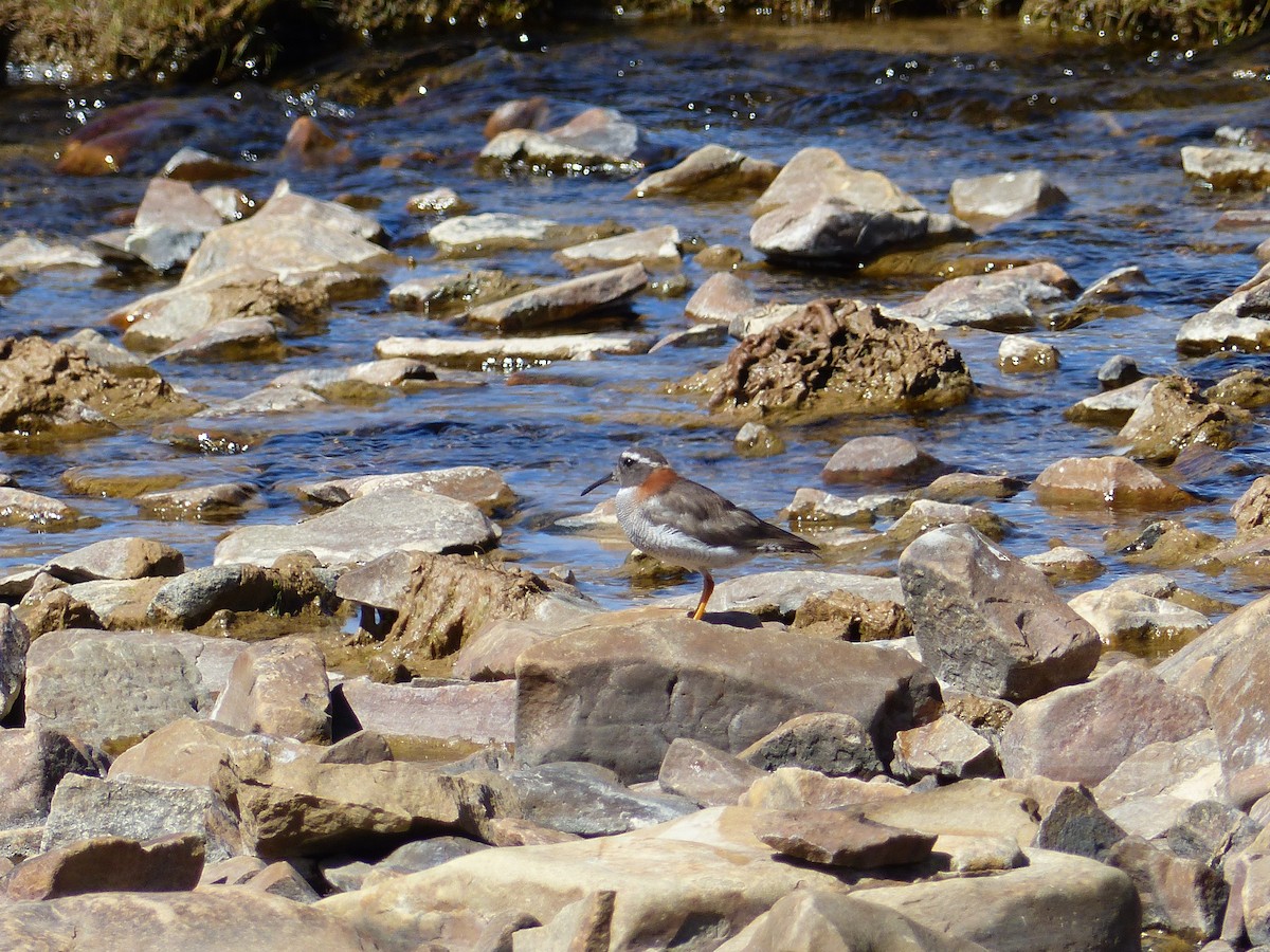 Diademed Sandpiper-Plover - ML321076621