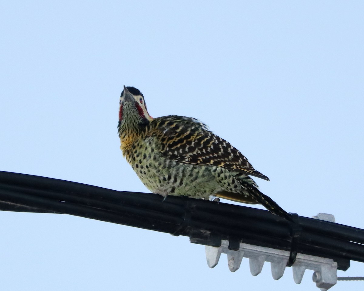 Green-barred Woodpecker - ML321077141