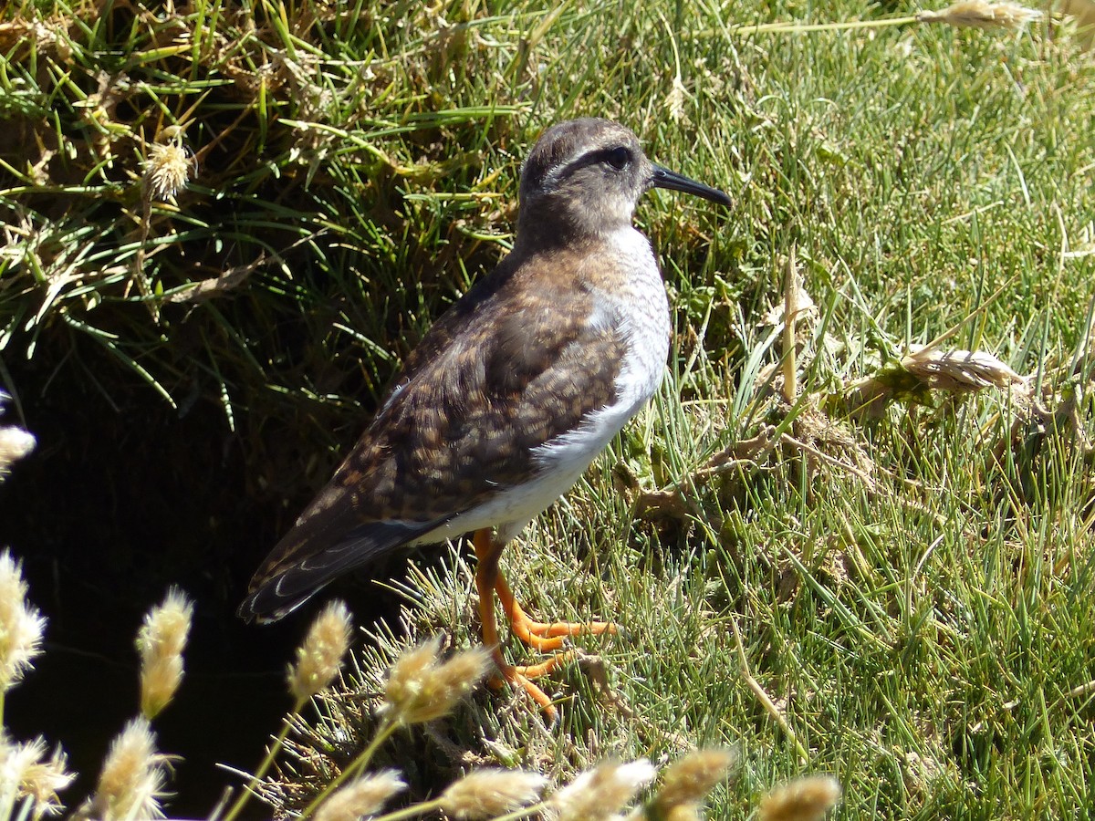 Diademed Sandpiper-Plover - ML321077191