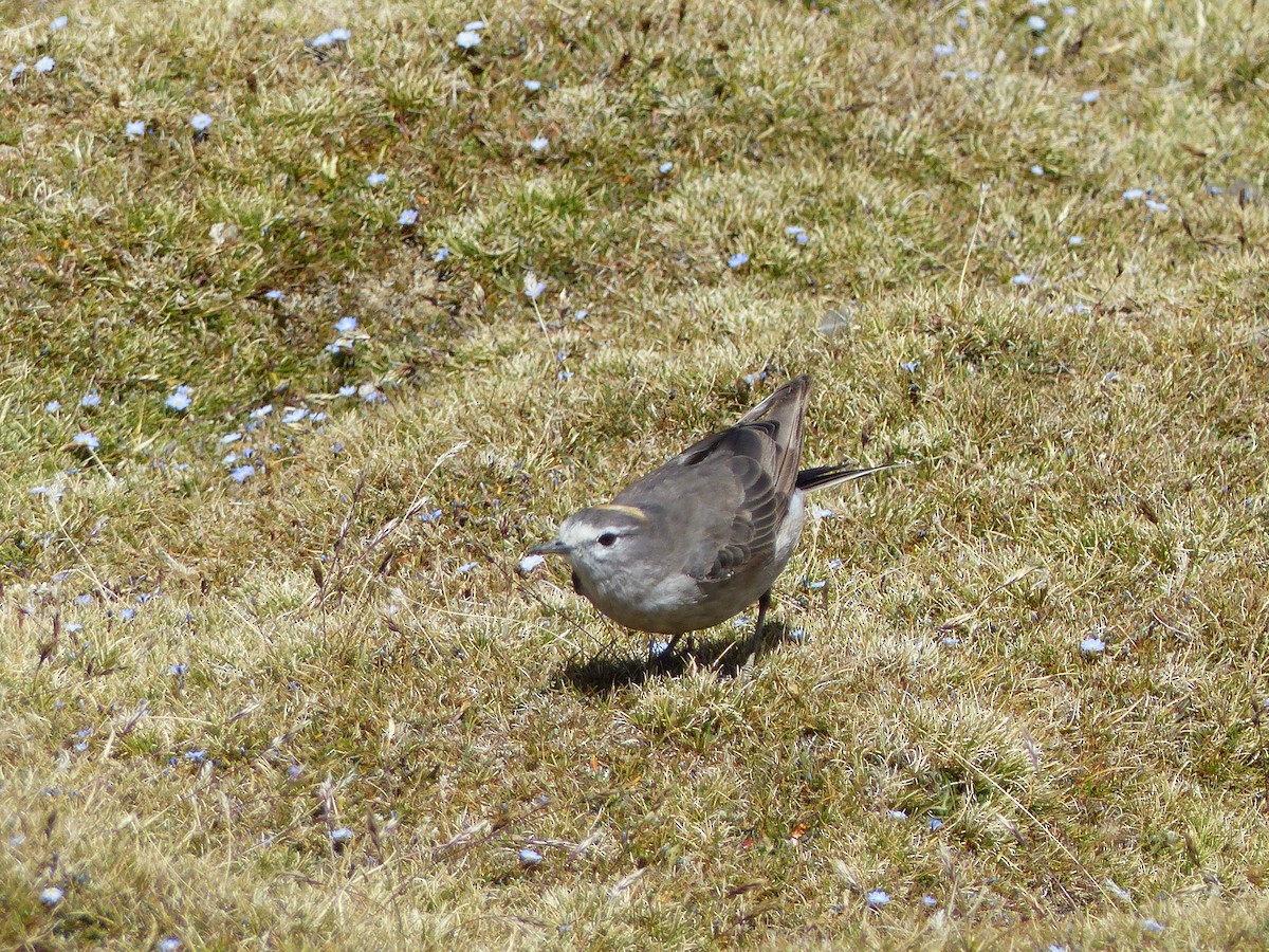 Ochre-naped Ground-Tyrant - ML321077741