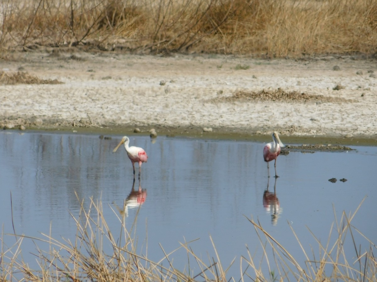 Roseate Spoonbill - ML321078081