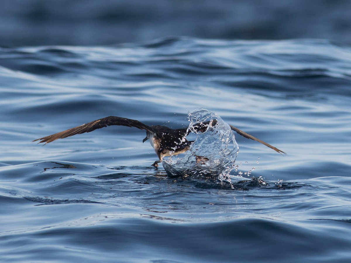 Galapagos Shearwater - ML321078771