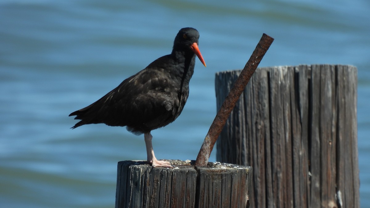 Black Oystercatcher - ML321079181
