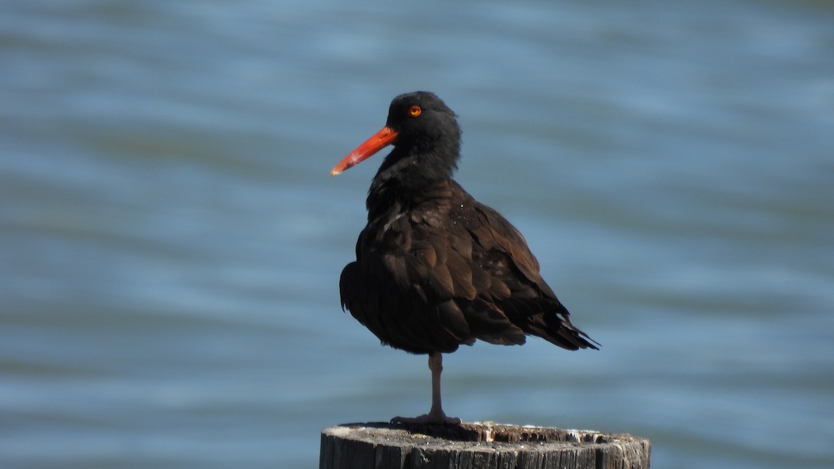 Black Oystercatcher - ML321079191