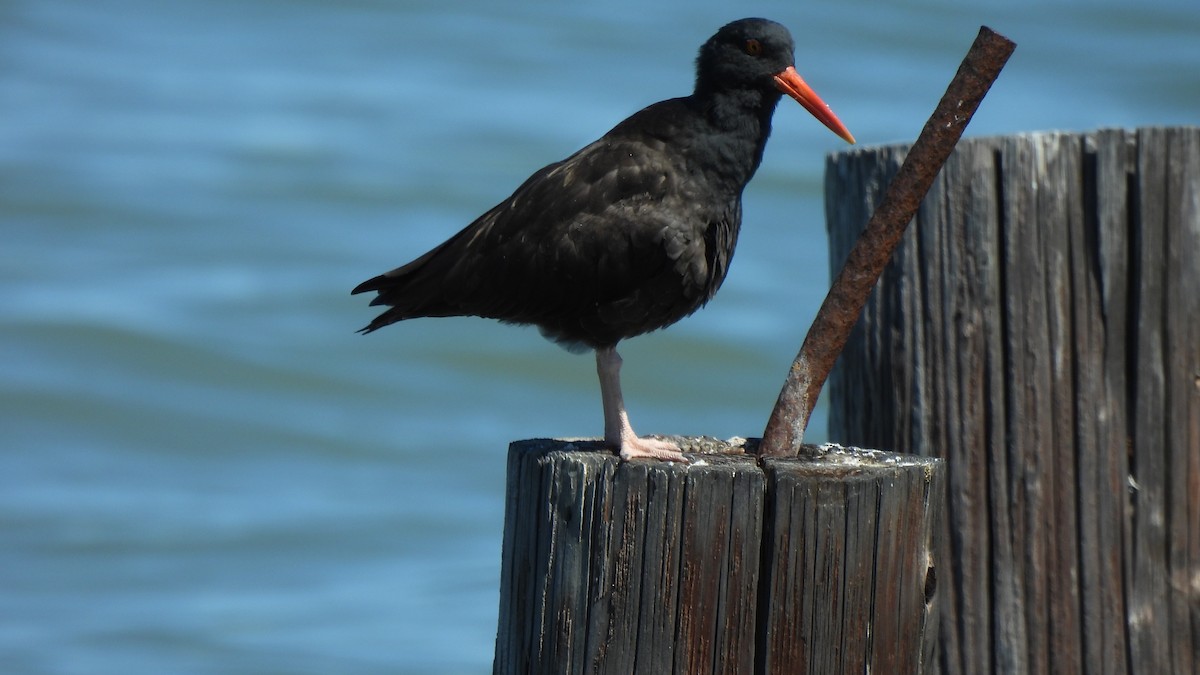 Black Oystercatcher - ML321079201
