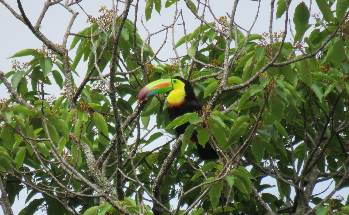 Keel-billed Toucan - ML321079831