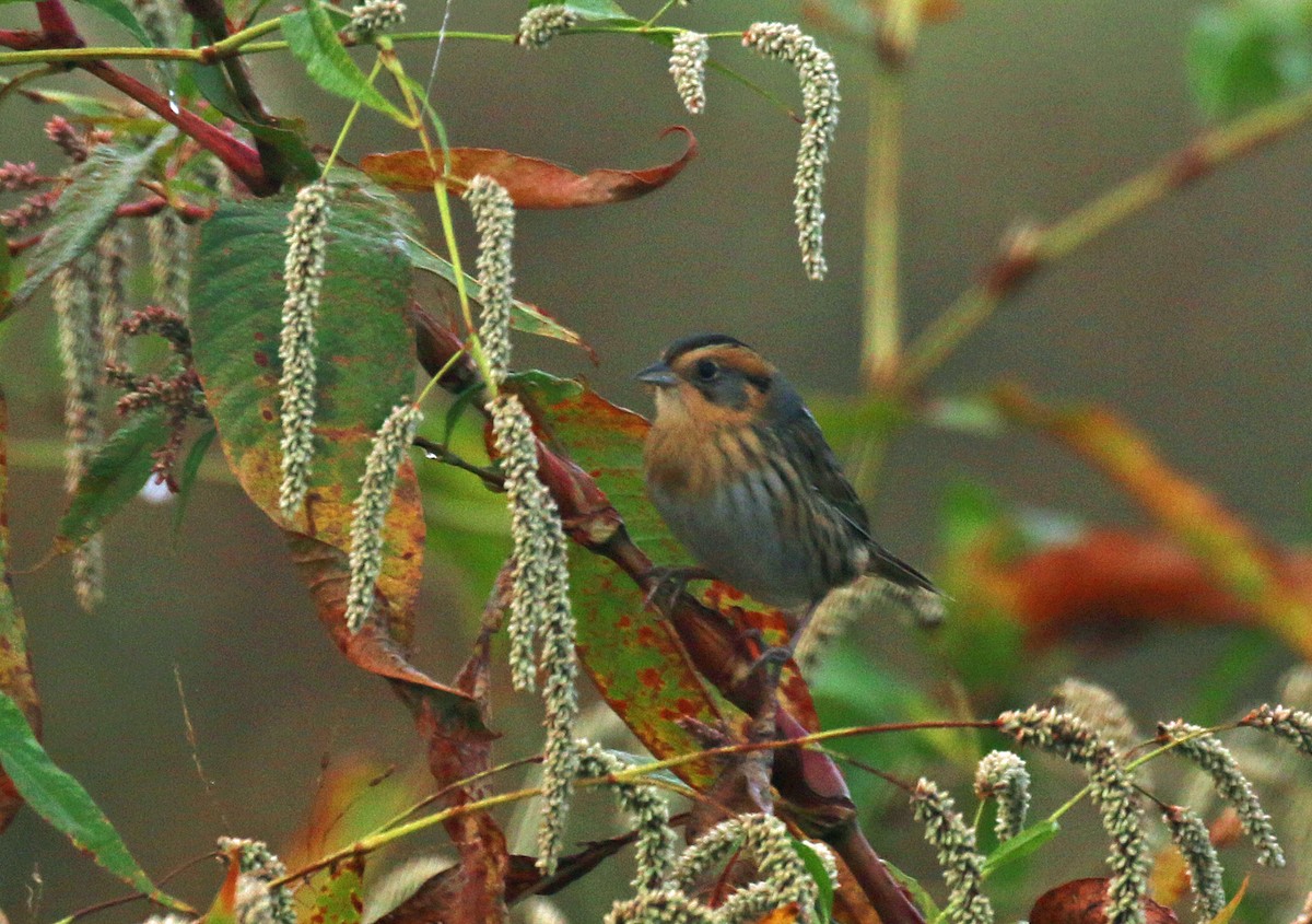 Nelson's Sparrow - ML321080041