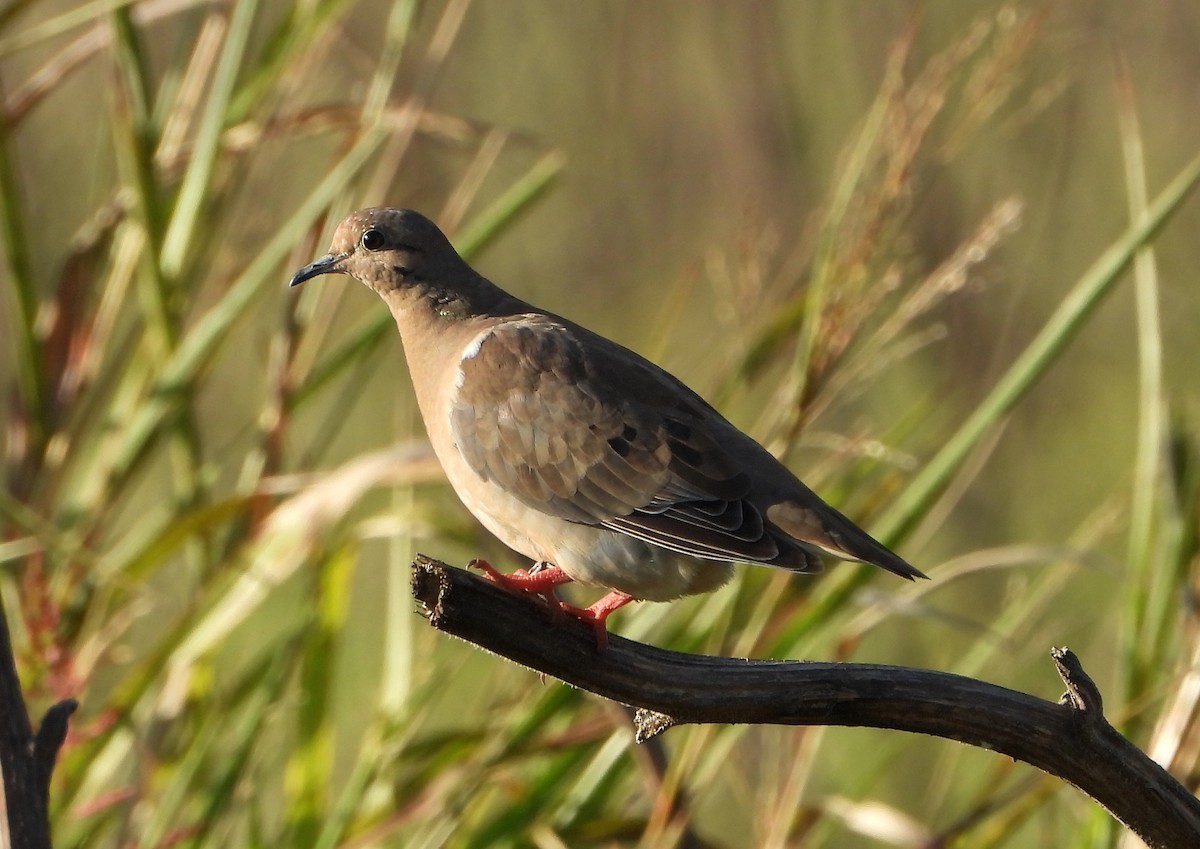 Eared Dove - ML321080161