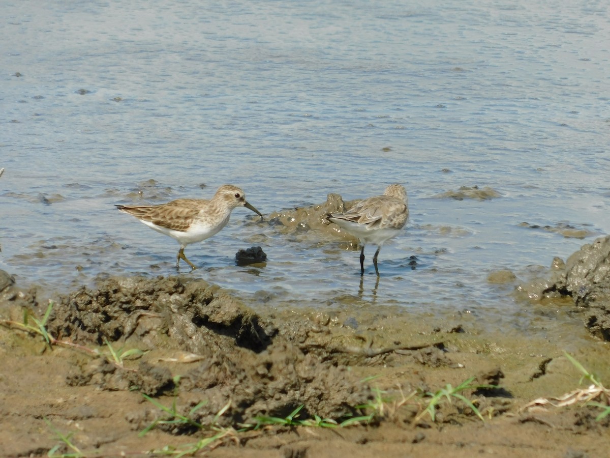 Least Sandpiper - María Cristina Contreras Meda