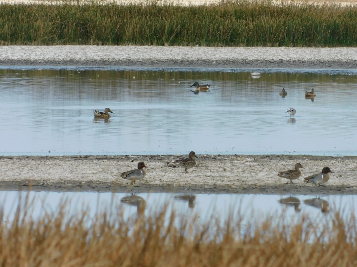 Green-winged Teal - ML321080781