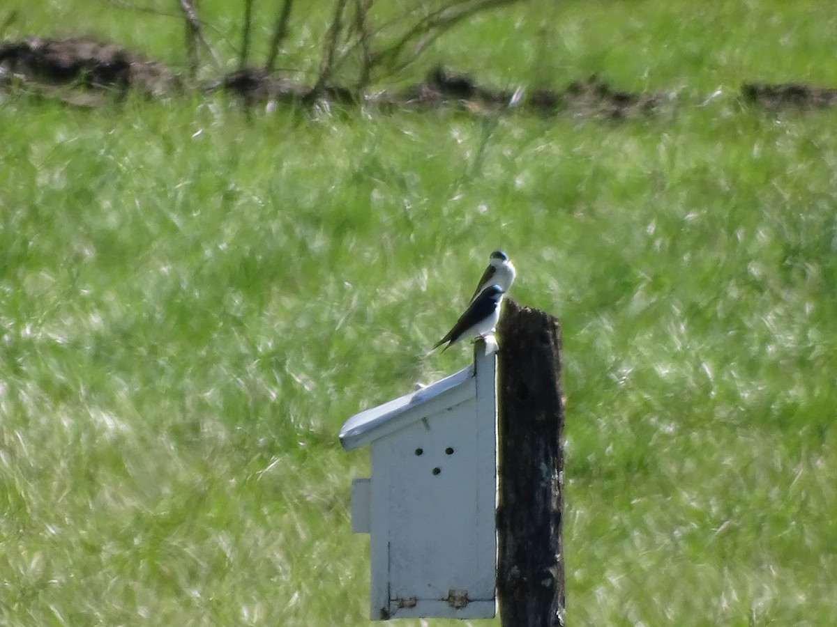 Tree Swallow - ML321081261