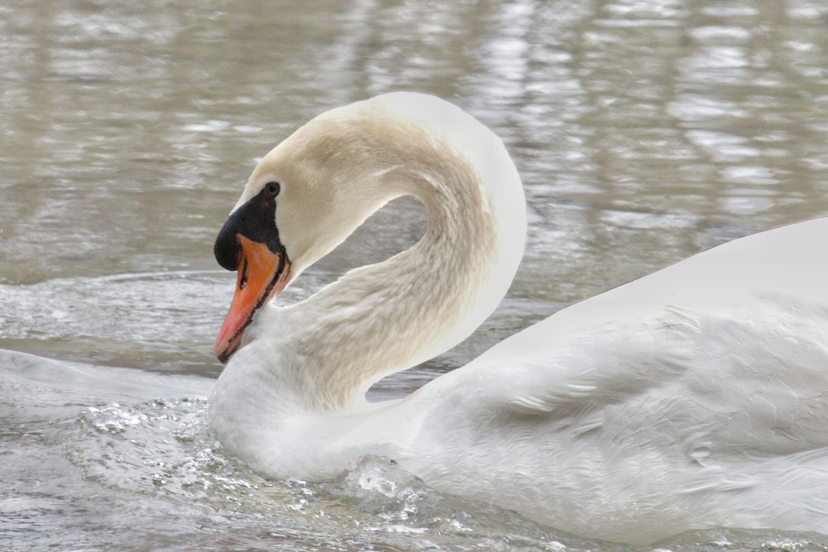 Mute Swan - ML321081451