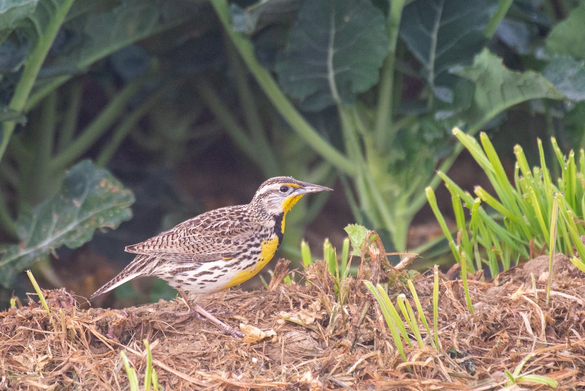 Western Meadowlark - ML321082301