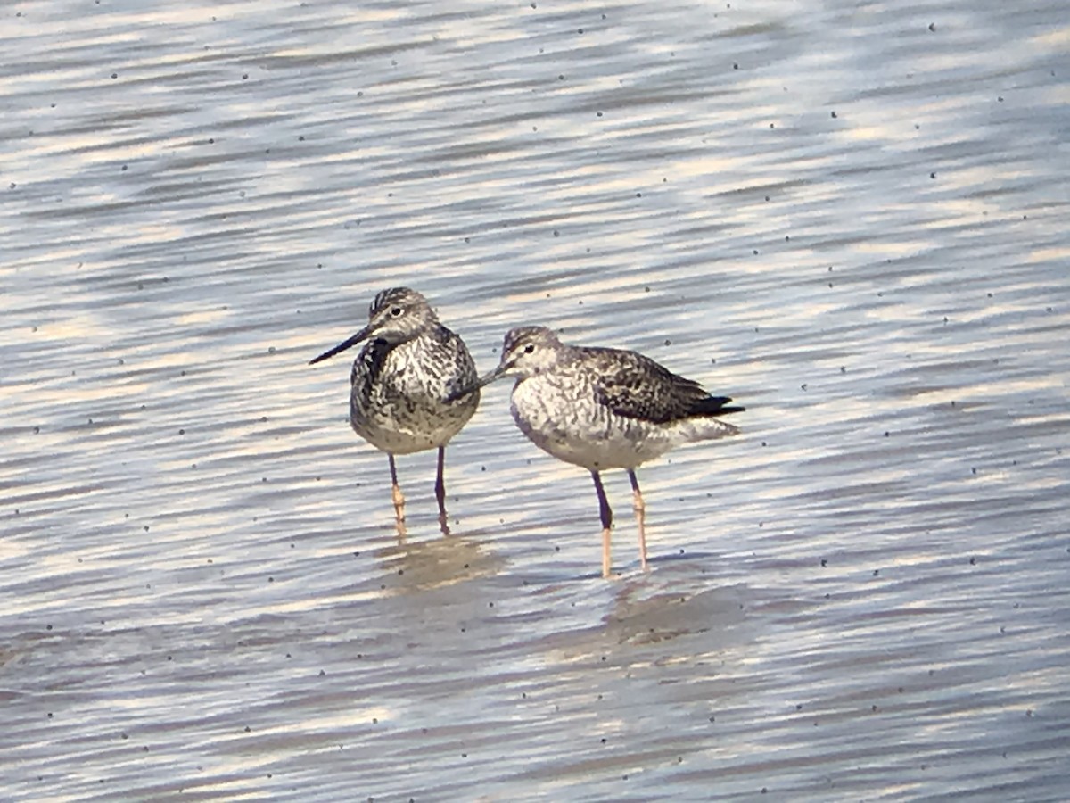 Greater Yellowlegs - ML321082651