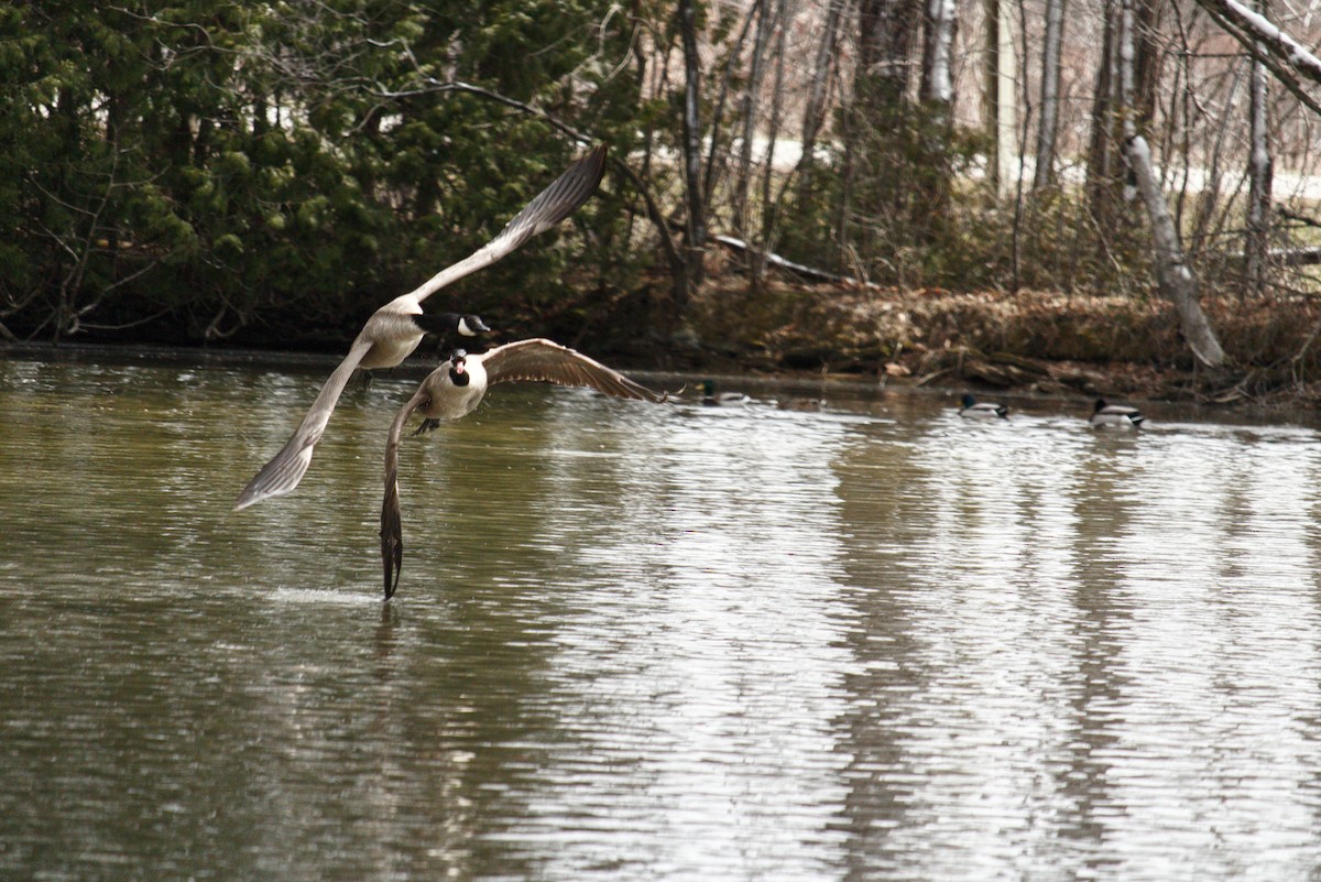 Canada Goose - ML321082801