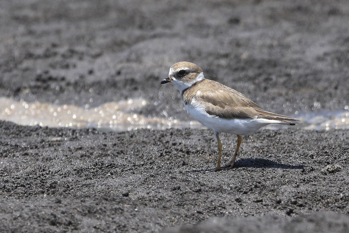 Semipalmated Plover - ML321083141