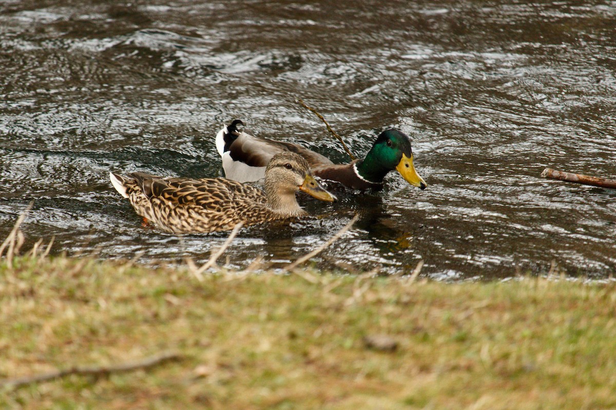 Mallard - ML321083161