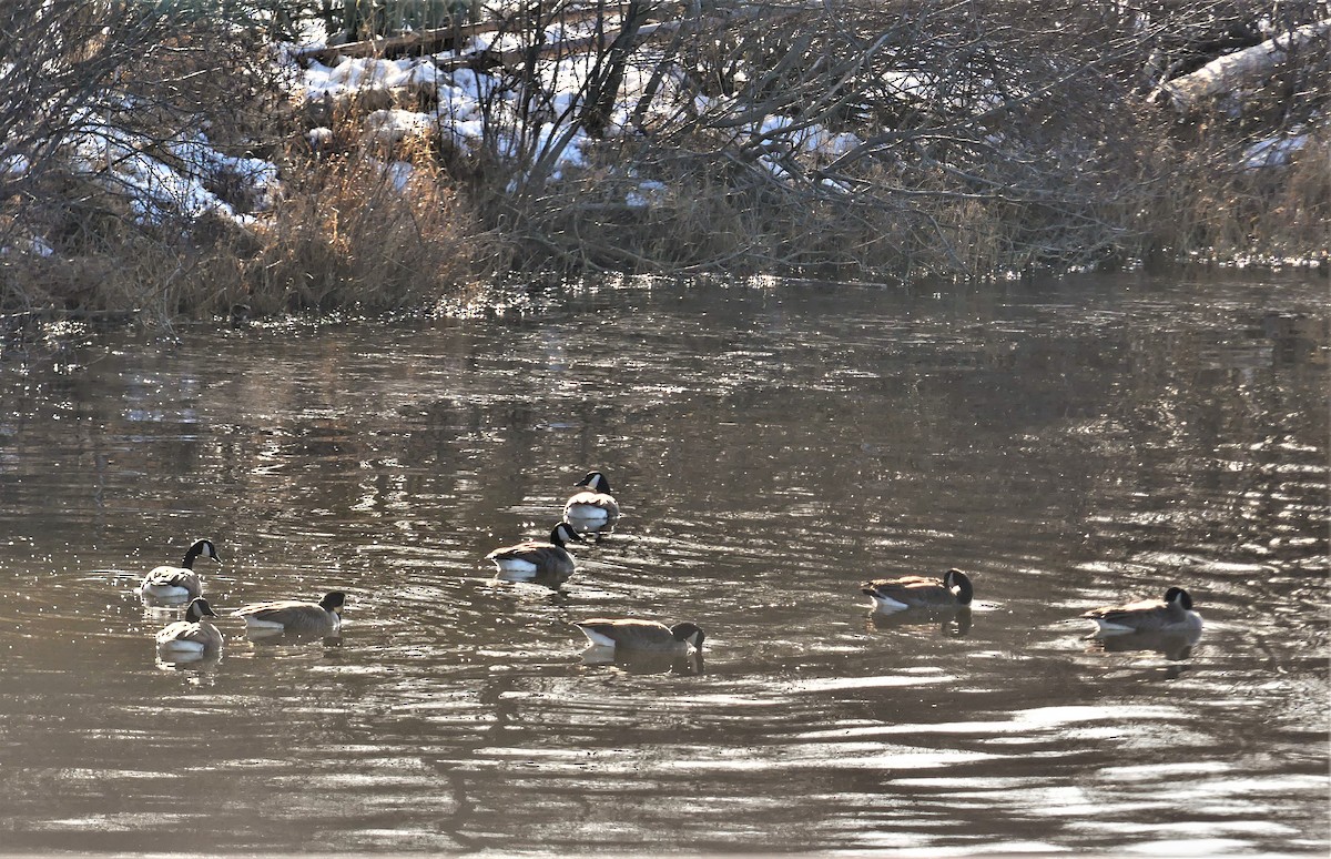 Canada Goose - ML321084871