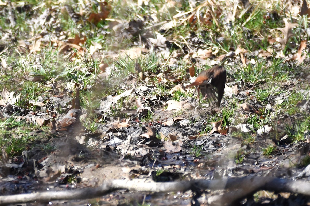 Fox Sparrow - ML321085131