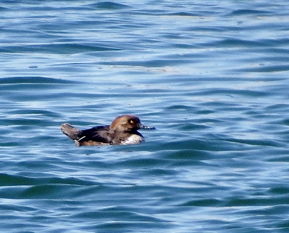 Hooded Merganser - ML321086091