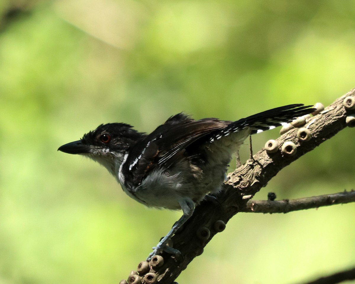 Great Antshrike - ML321086271