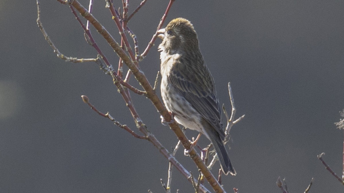 Purple Finch - ML321086941