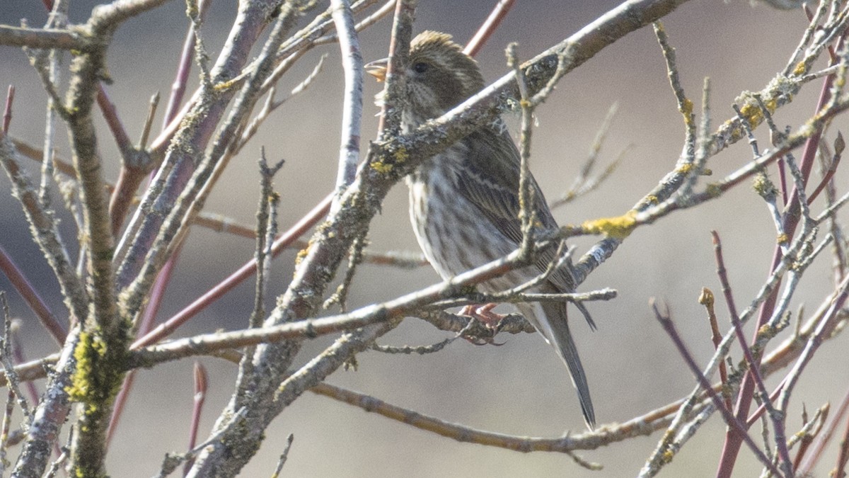 Purple Finch - ML321086951