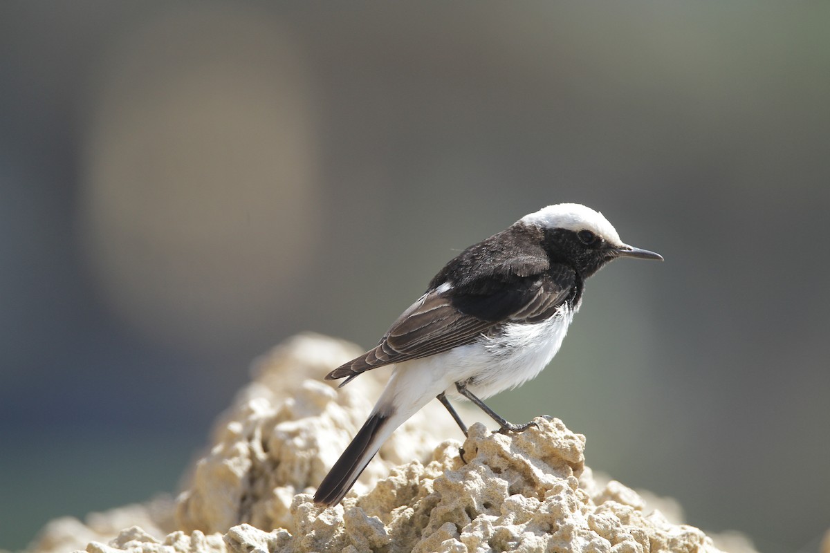 Hooded Wheatear - ML321087801