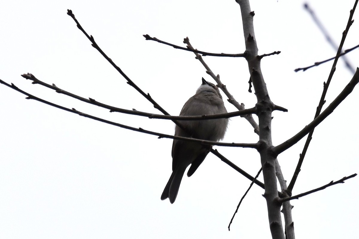 Chipping Sparrow - ML321089361