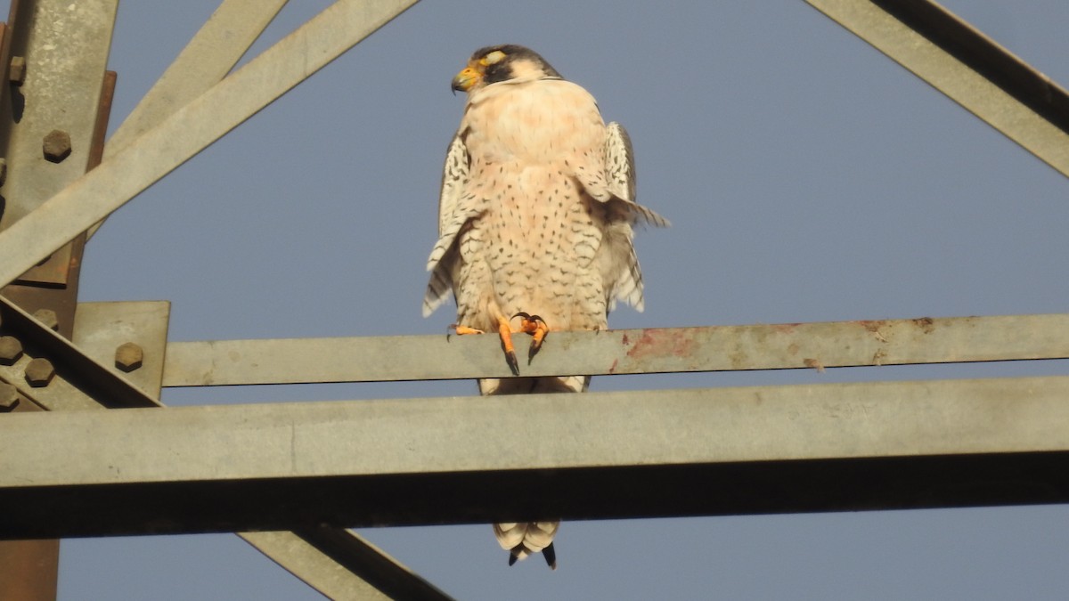 Peregrine Falcon - ML321089381